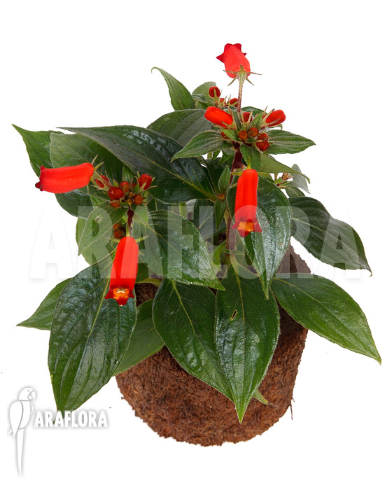 Sinningia sylvatica ‘Seemannia’