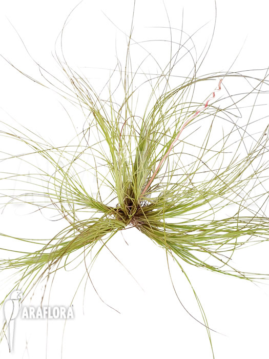 Tillandsia juncifolia