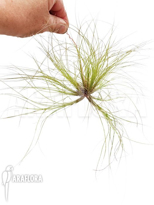 Tillandsia juncifolia