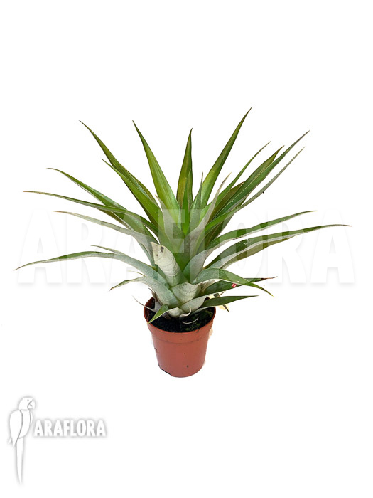 Tillandsia oerstediana ‘Starter’