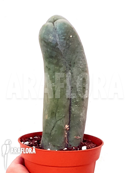 Trichocereus bridgesii forma mostruosa ‘inermis’