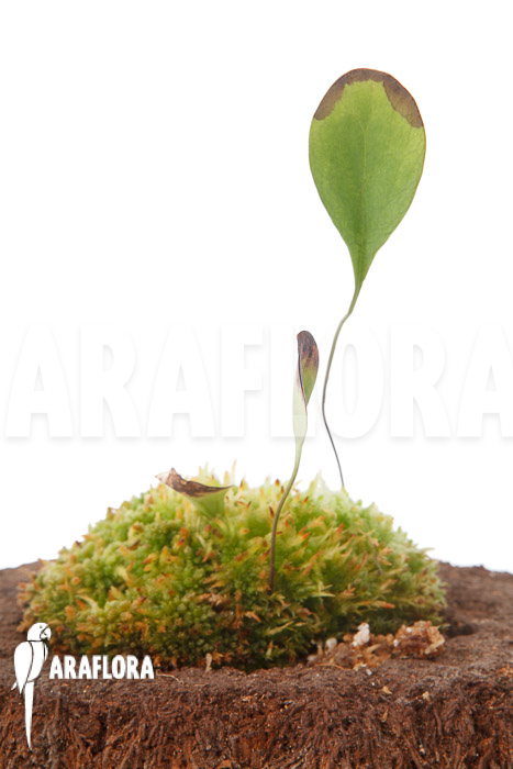 Utricularia humboldtii