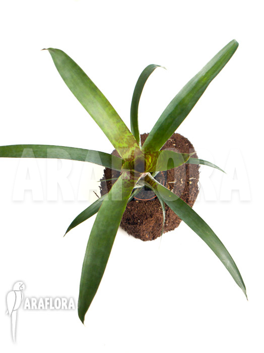 Vriesea pardalina ‘Lacy’