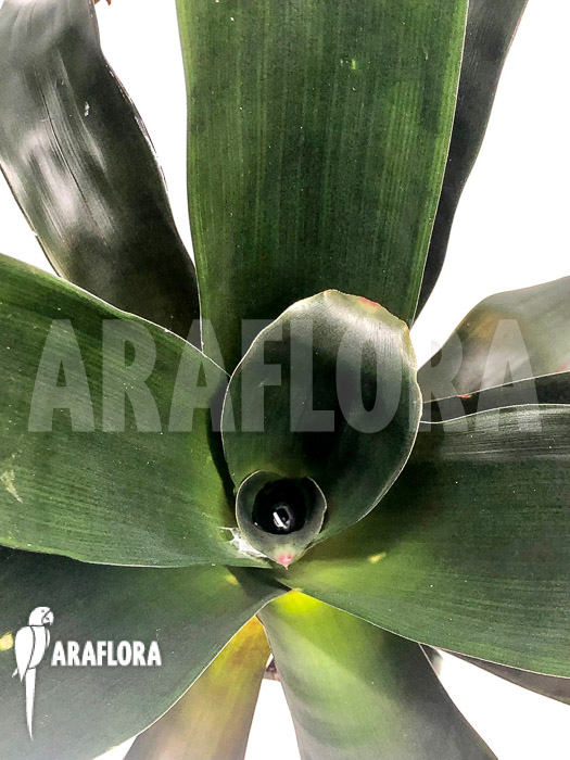 Vriesea skotakii ‘M’