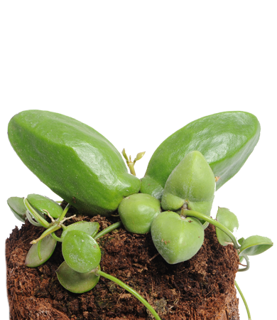 Ant plants for terrariums