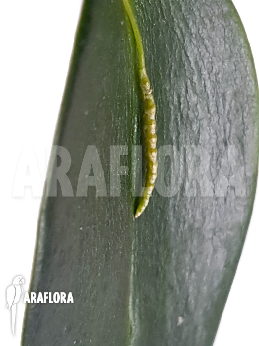 Acianthera prolifera