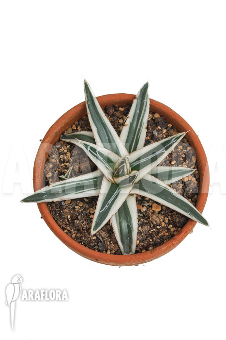 Agave victoriae reginae ‘White rhino’ ‘M’