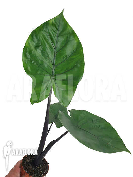 Alocasia ‘Black cobra’