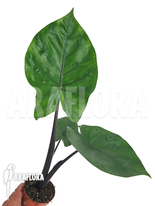 Alocasia ‘Black cobra’