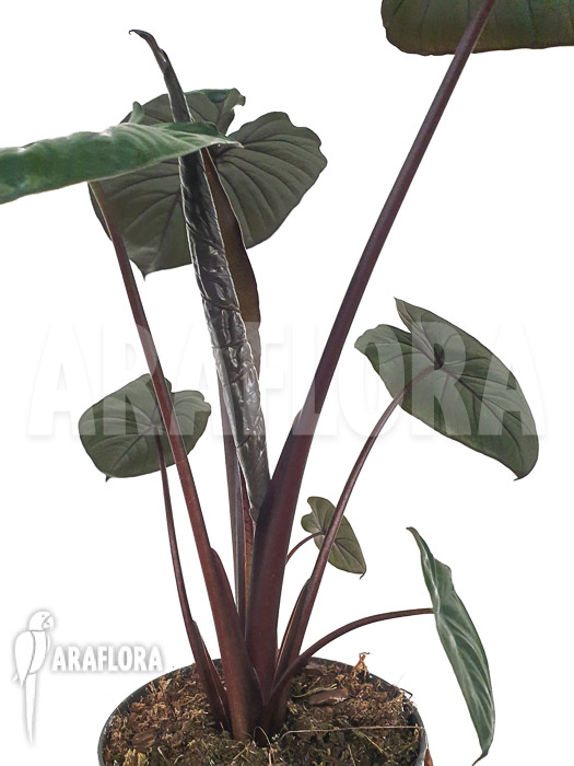 Alocasia ‘Chocolat green’