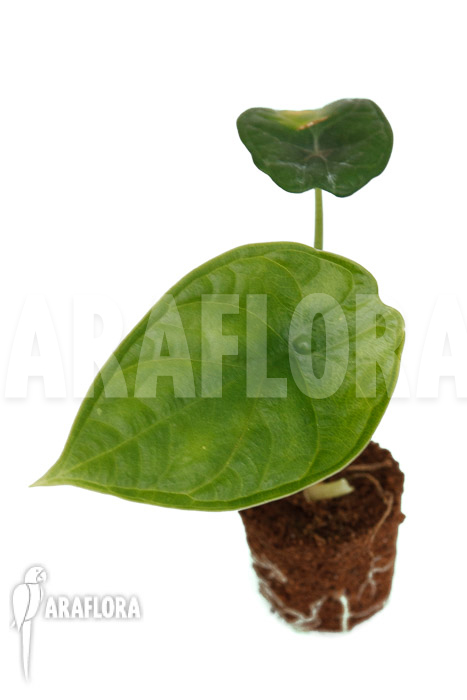 Alocasia ‘Dragon Scale Round form’ ‘Plug’