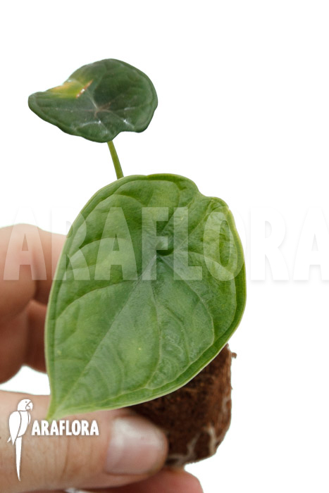 Alocasia ‘Dragon Scale Round form’ ‘Plug’