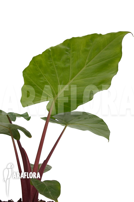 Alocasia ‘Imperial Red’