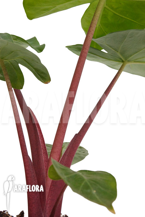 Alocasia ‘Imperial Red’