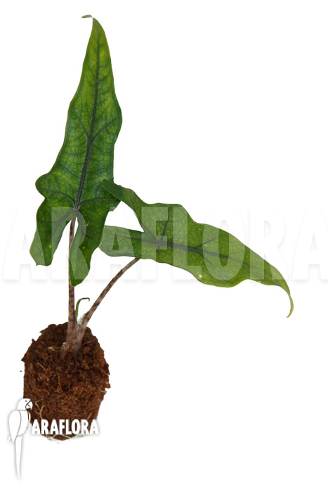 Alocasia ‘Jacklyn Narrow’ ‘Plug’
