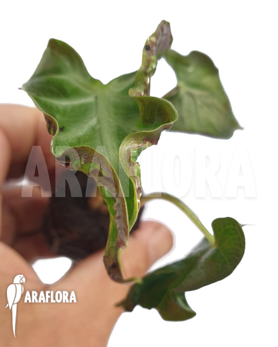 Alocasia ‘Loco’ ‘Starter’