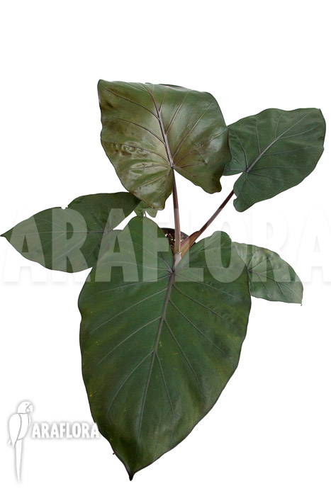Alocasia ‘Metalhead’