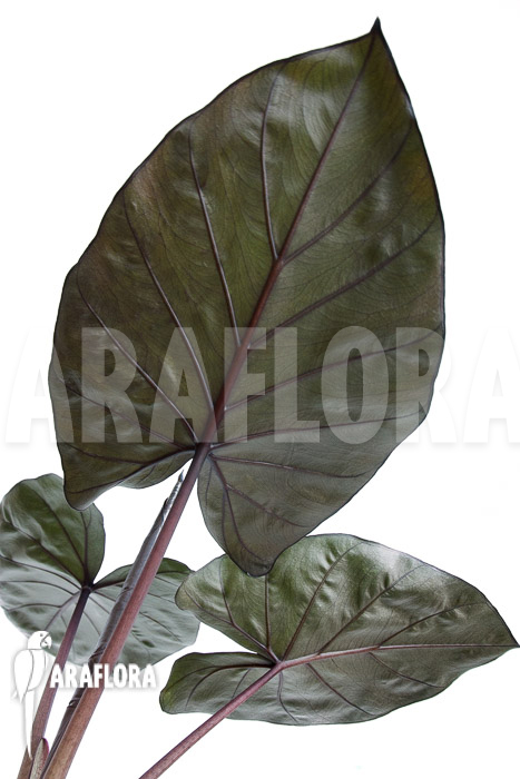 Alocasia ‘Metalhead’