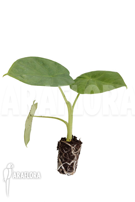 Alocasia ‘Opal Beauty’ ‘Plug’