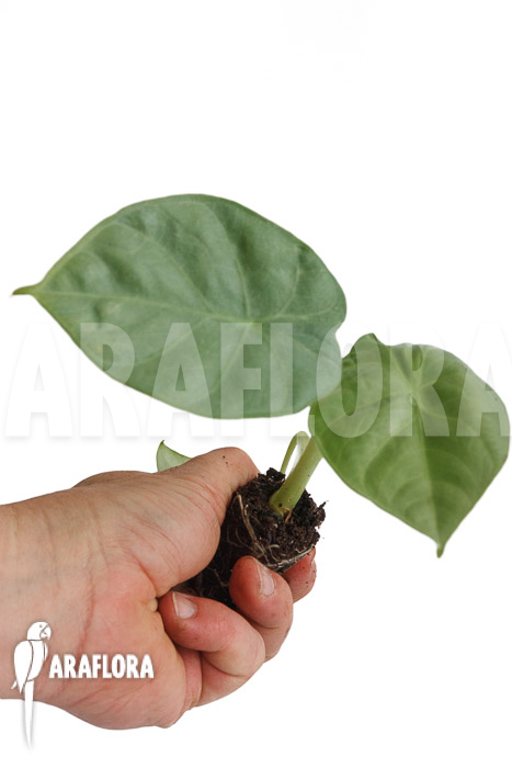 Alocasia ‘Opal Beauty’ ‘Plug’