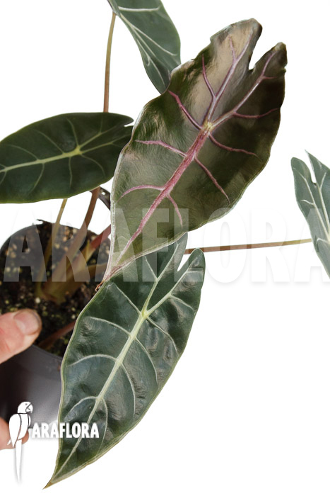 Alocasia ‘Purple Prince’