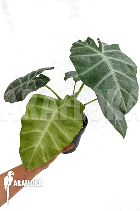Alocasia ‘Silver Feathers’
