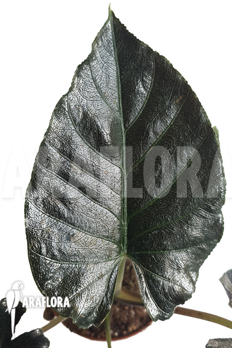 Alocasia chienlii ‘antoro velvet’