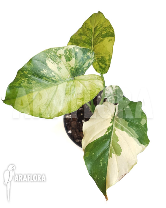 Alocasia gageana aurea variegata