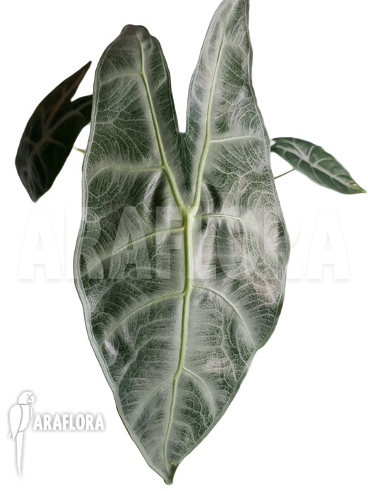 Alocasia longiloba ‘Silver’