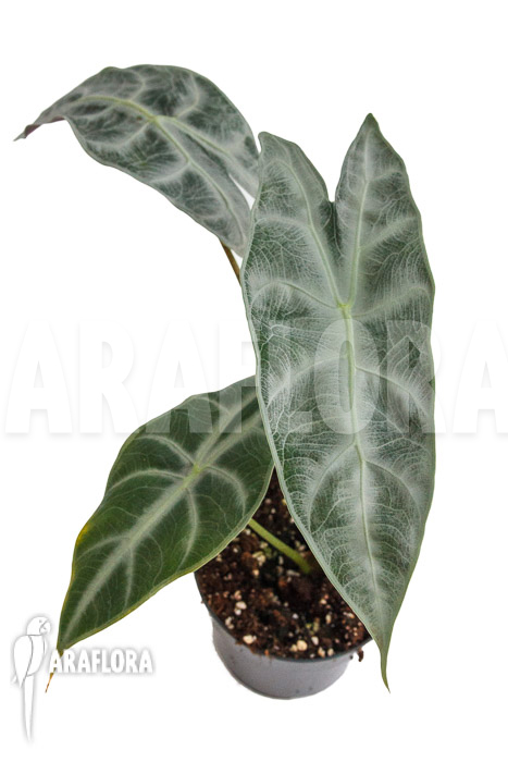 Alocasia longiloba ‘Silver’