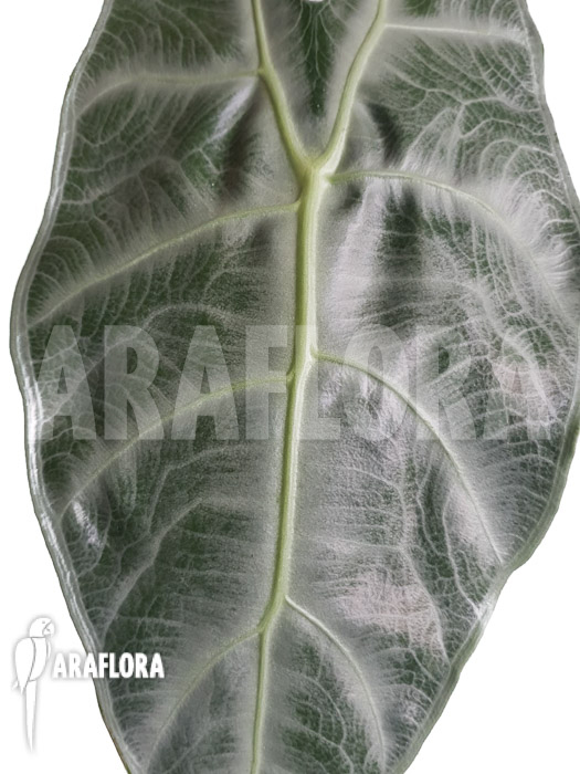 Alocasia longiloba ‘Silver’