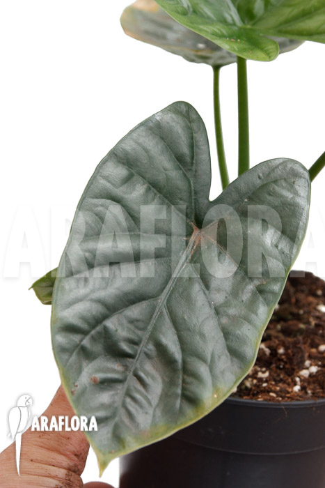 Alocasia ‘Lukiwan-Lucky One’