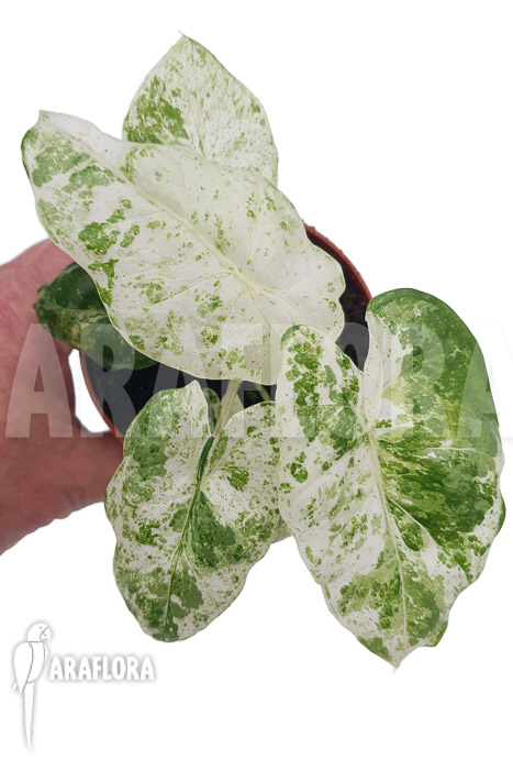 Alocasia macrorrhizos ‘Splash’ ‘M’