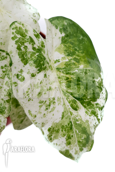 Alocasia macrorrhizos ‘Splash’ ‘M’