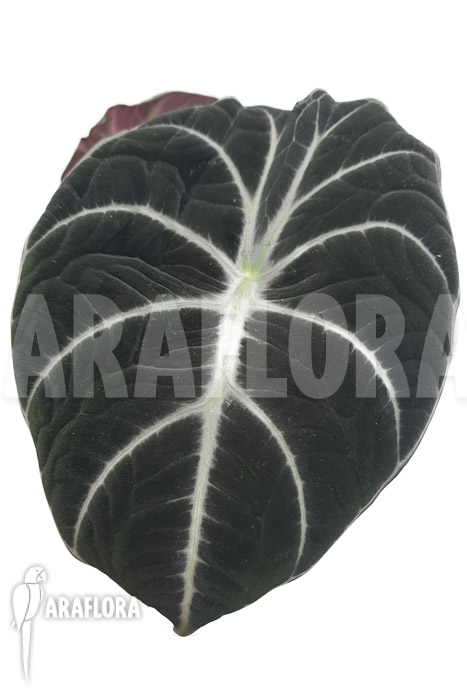 Alocasia reginula ‘Black Velvet’