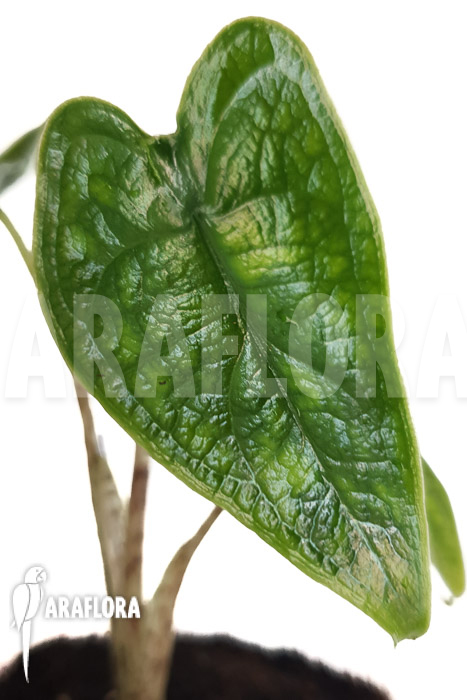 Alocasia zebrina reticulata ‘S’