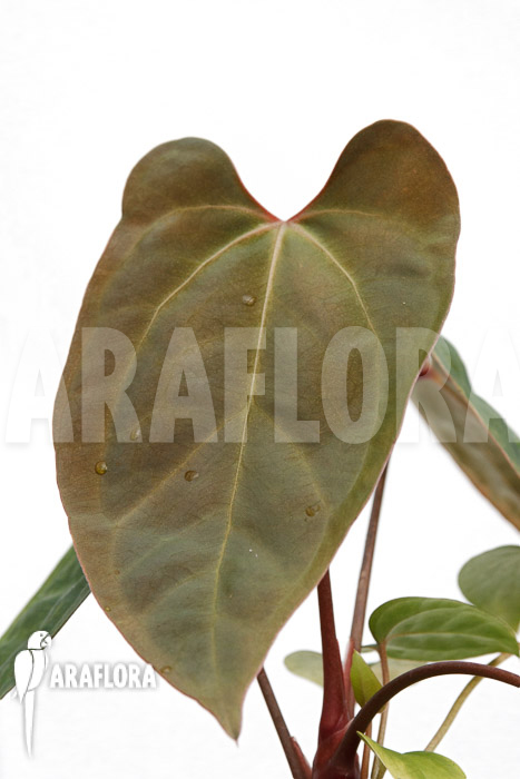 Anthurium Ace of Spades DF x A. papillaminum IL