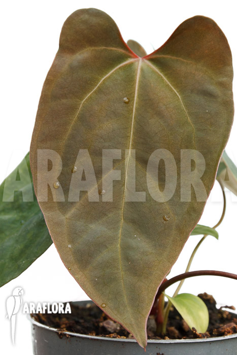 Anthurium Ace of Spades DF x A. papillaminum IL