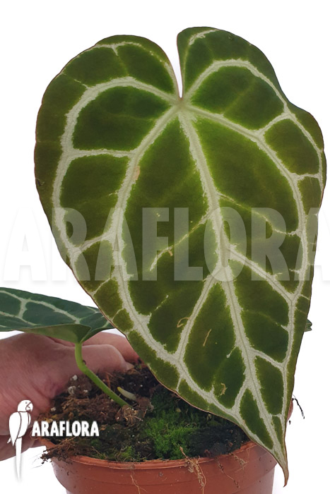 Anthurium chrystallinum