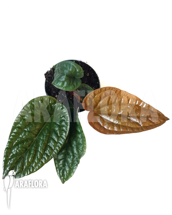 Anthurium friedrichsthalii