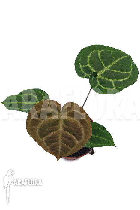 Anthurium regale x magnificum