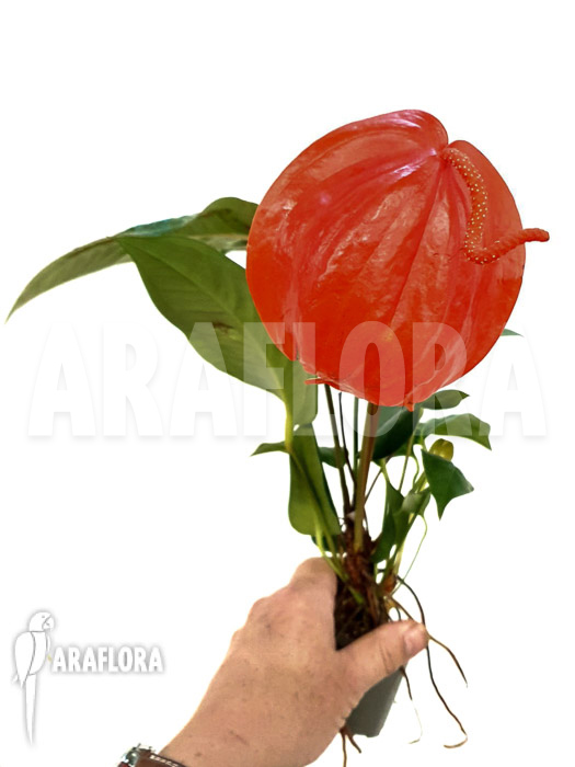 Anthurium scherzerianum ‘Large’