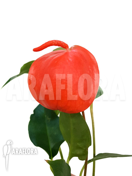 Anthurium scherzerianum ‘Medium’