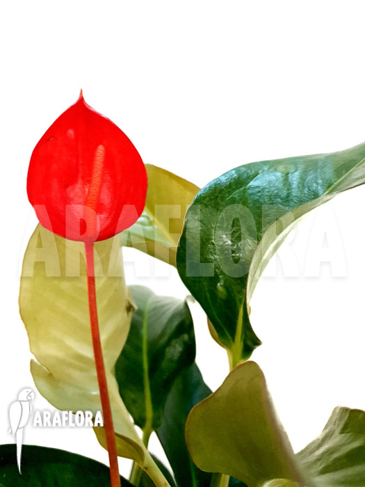 Anthurium scherzerianum ‘Medium’
