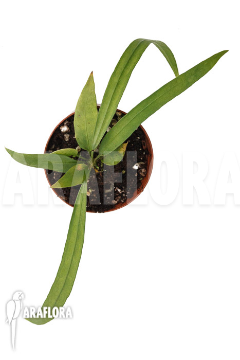 Anthurium vittarifolium typeH ‘small’