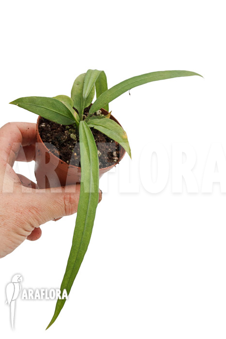 Anthurium vittarifolium typeH ‘small’