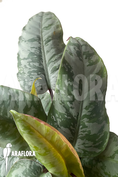 Apoballis acuminatissima ‘Lavallaei’