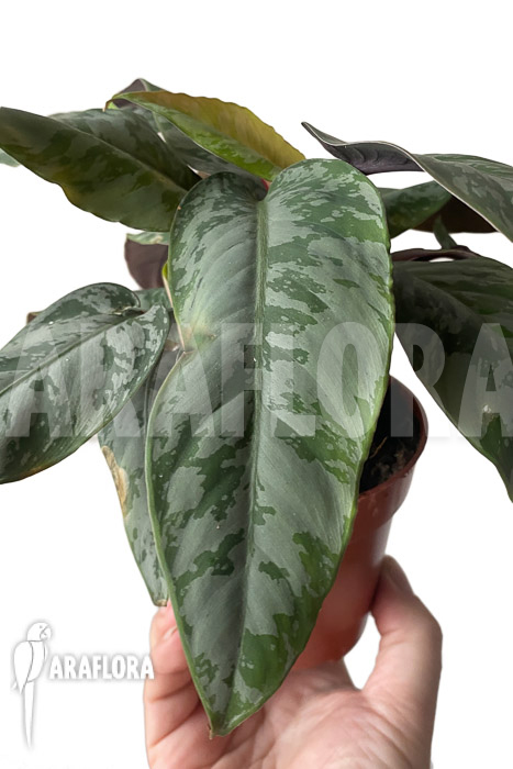 Apoballis acuminatissima ‘Lavallaei’