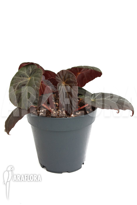 Begonia burkillii Dark Form