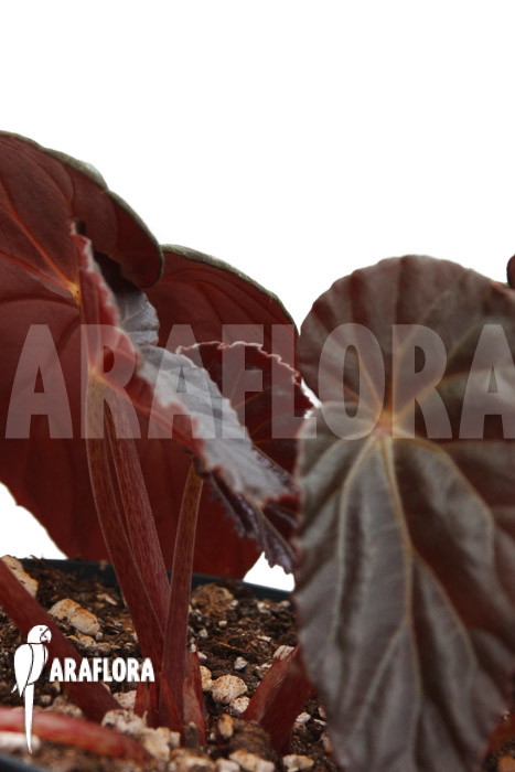 Begonia burkillii Dark Form